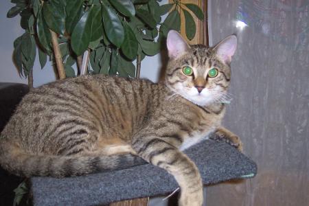 Titus