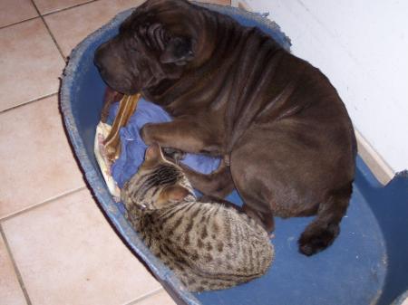 Dodo avec gros Phenix