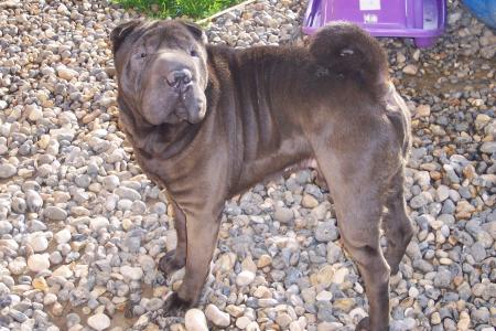 beau chien